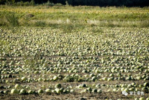 带你出疆吃瓜,畅游新疆瓜果盛宴