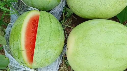 小夫吃的蜜瓜是什么瓜,揭秘那款蜜瓜的神秘身份