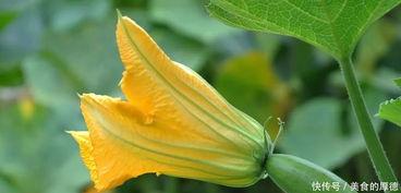 花心瓜可以吃吗,揭秘其食用价值与食用方法