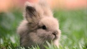 兔子可以吃生瓜,探索生瓜的营养美味