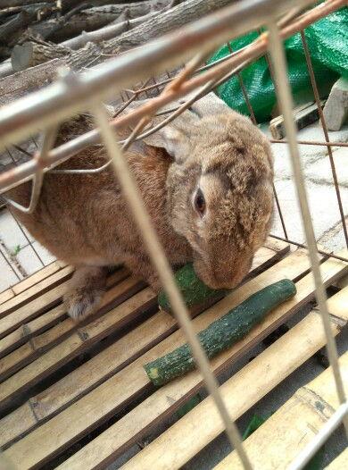 兔子可以吃生瓜,探索生瓜的营养美味