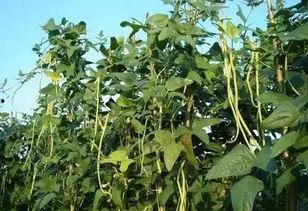 吃瓜怀宁,探寻吃瓜背后的故事与趣味