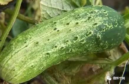 吃瓜怀宁,探寻吃瓜背后的故事与趣味