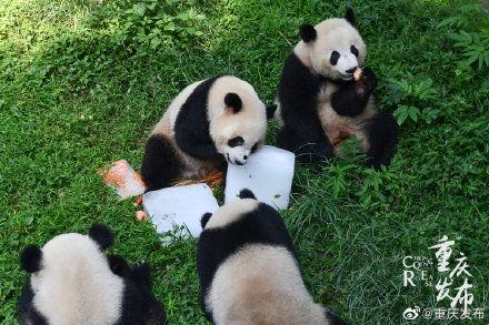 动物们开启吃瓜模式,谁才是吃瓜高手？