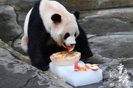 动物们开启吃瓜模式,谁才是吃瓜高手？