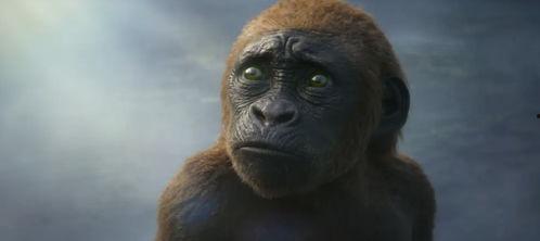 猿猴女吃瓜,揭秘热带雨林中的神秘食客