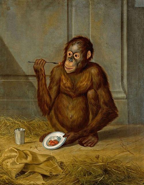 猿猴女吃瓜,揭秘热带雨林中的神秘食客