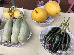 章丘七夕吃瓜,传统习俗中的甜蜜“吃瓜”体验