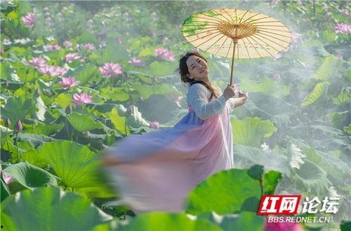 汉服荷塘吃瓜,一场别开生面的吃瓜盛宴