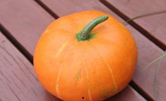 秋天吃的瓜,秋季时令瓜果的美食之旅